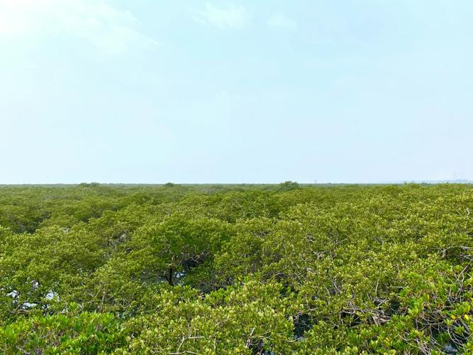 北海红树林景区-北海红树林景区好玩吗