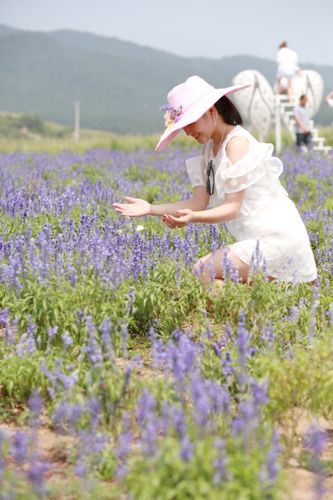 沈阳薰衣草庄园在哪-沈阳薰衣草庄园在哪里