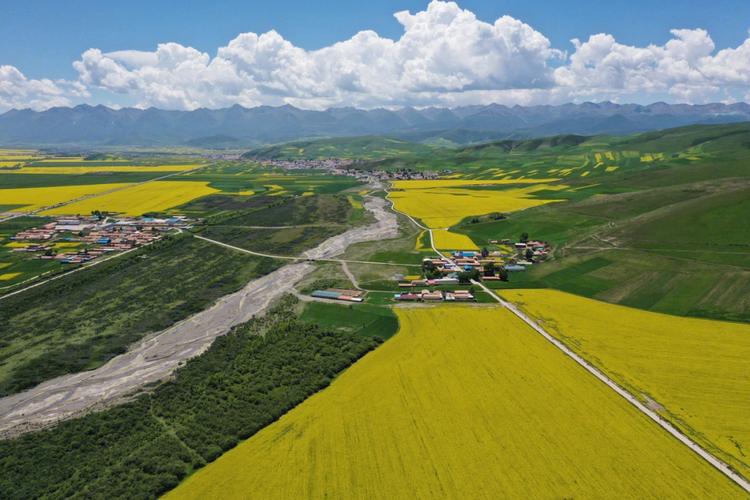 门源油菜花什么时候开_门源的油菜花什么时候开